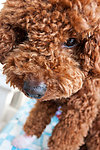 泰迪犬