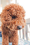 泰迪犬