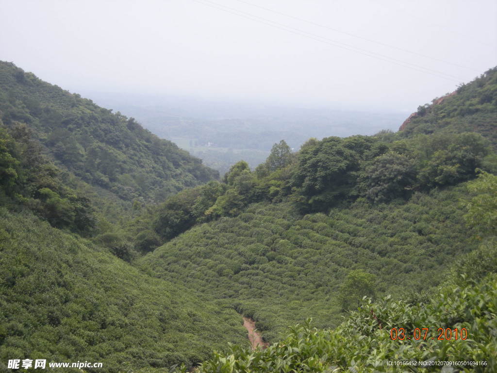 信阳市震雷山茶山