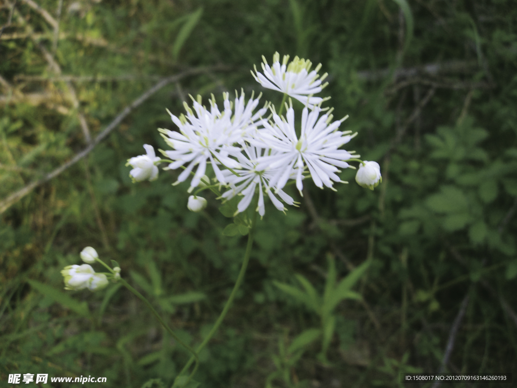 小白花