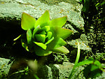 野草