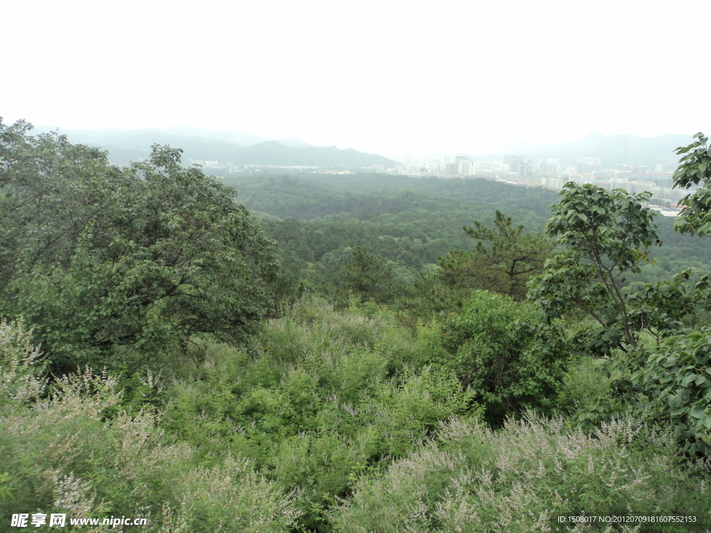 绿树风景