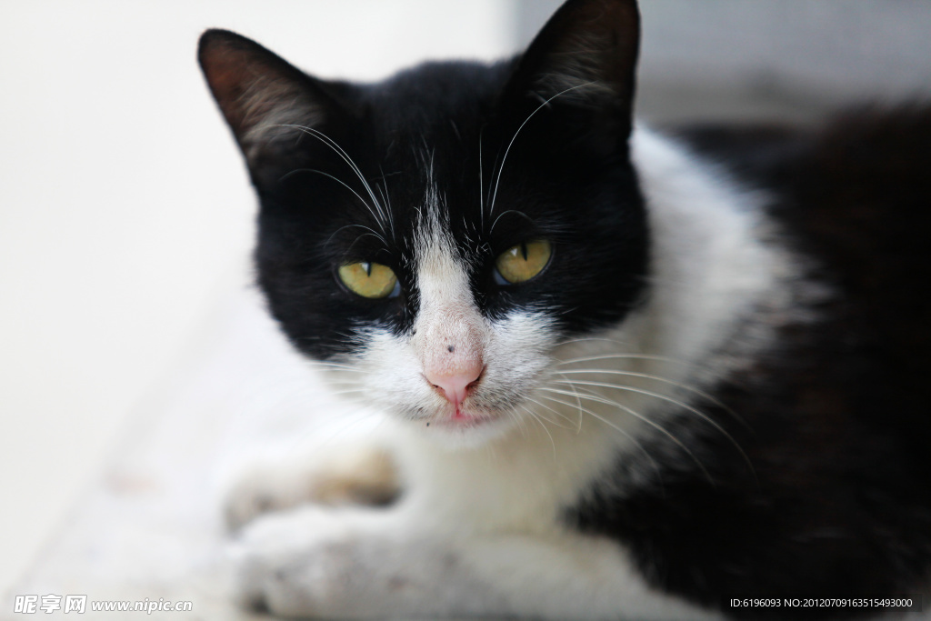 野猫