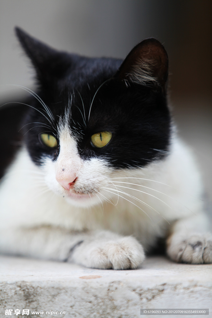 猫咪