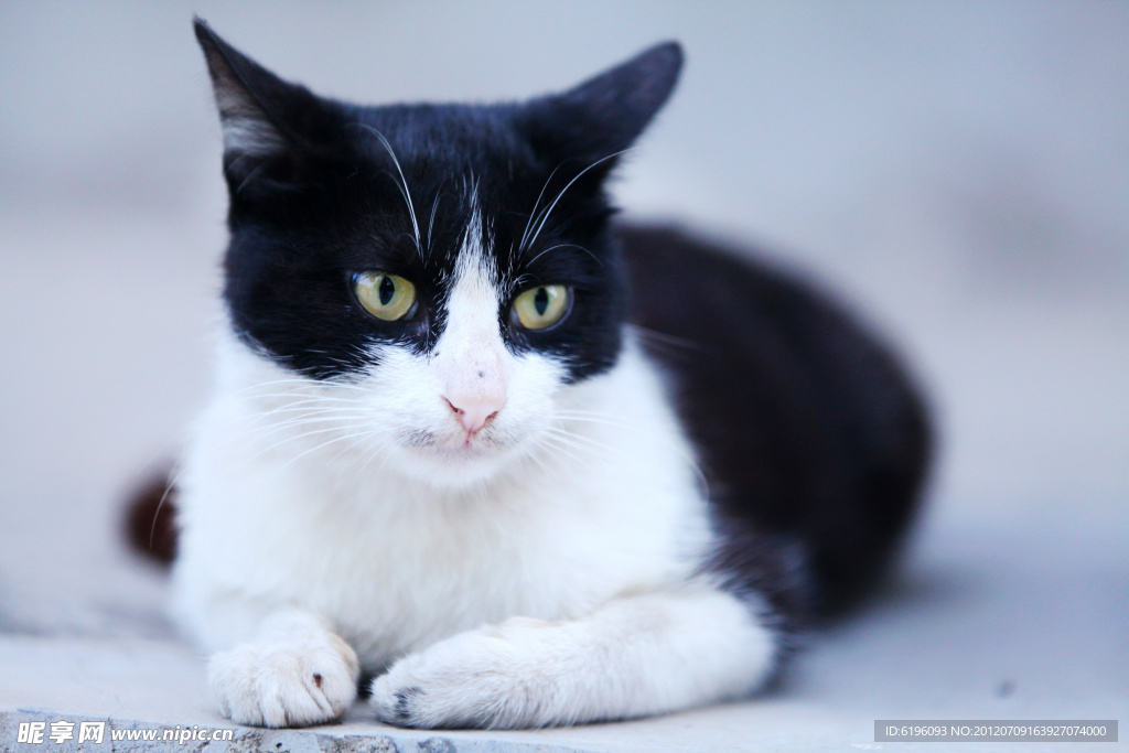 黑白野猫
