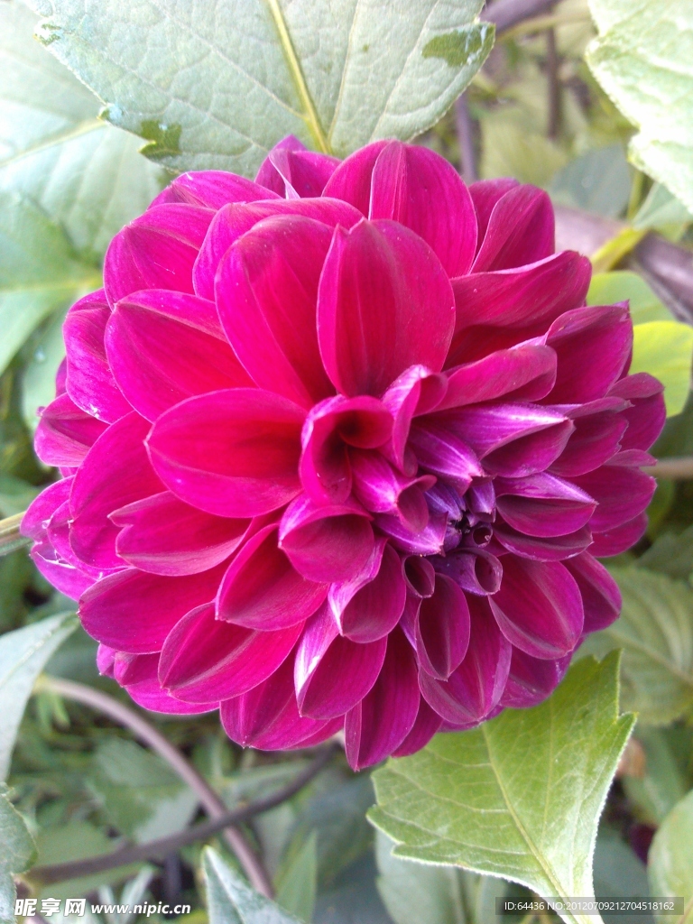 大丽菊