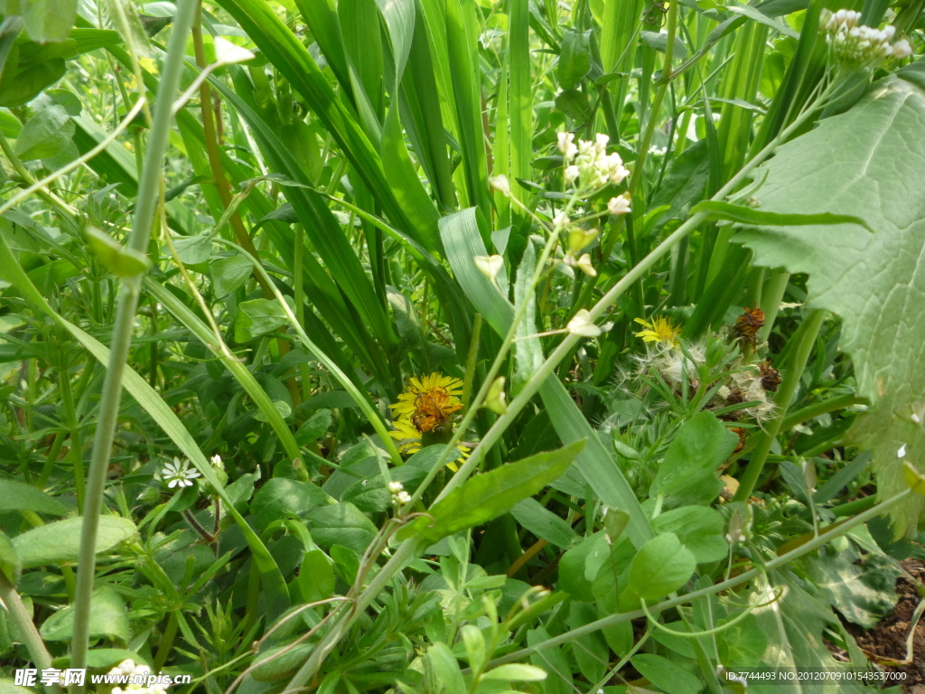 野草 野花