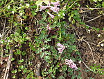 粉紫色 野花