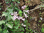 粉紫色 野花