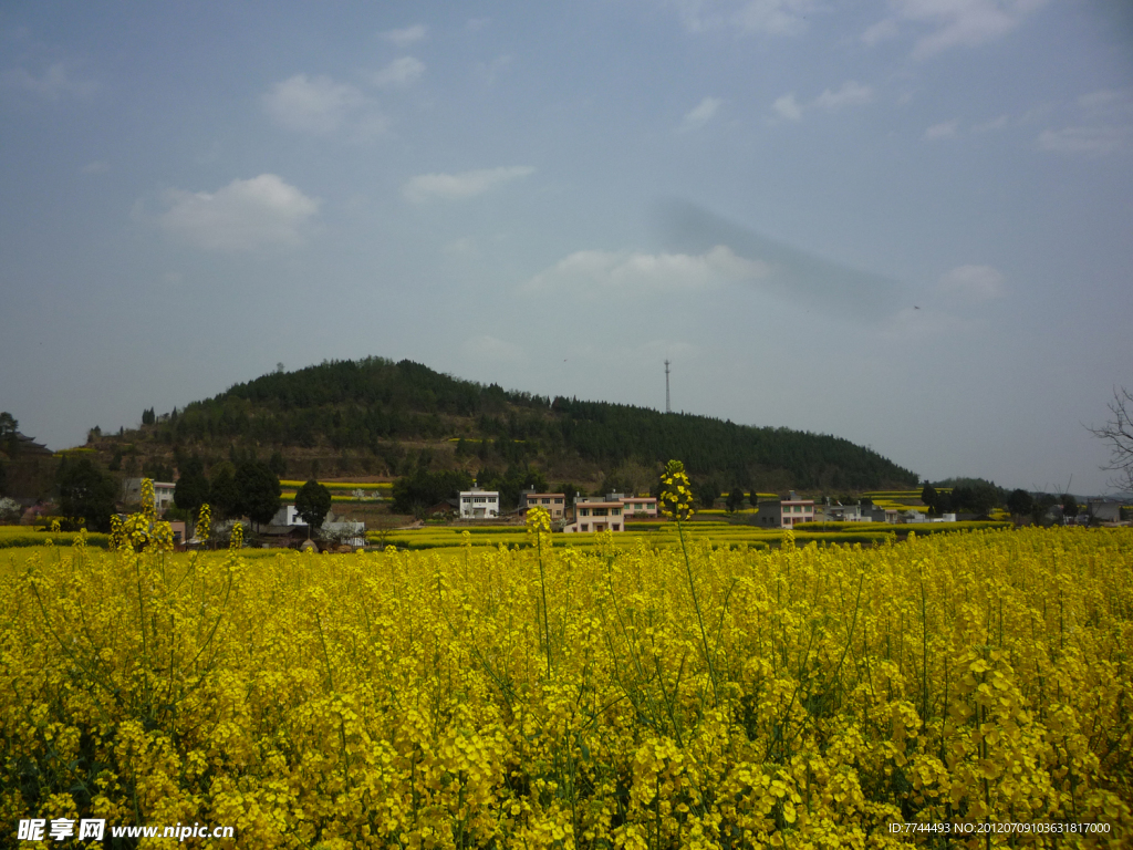 油菜花