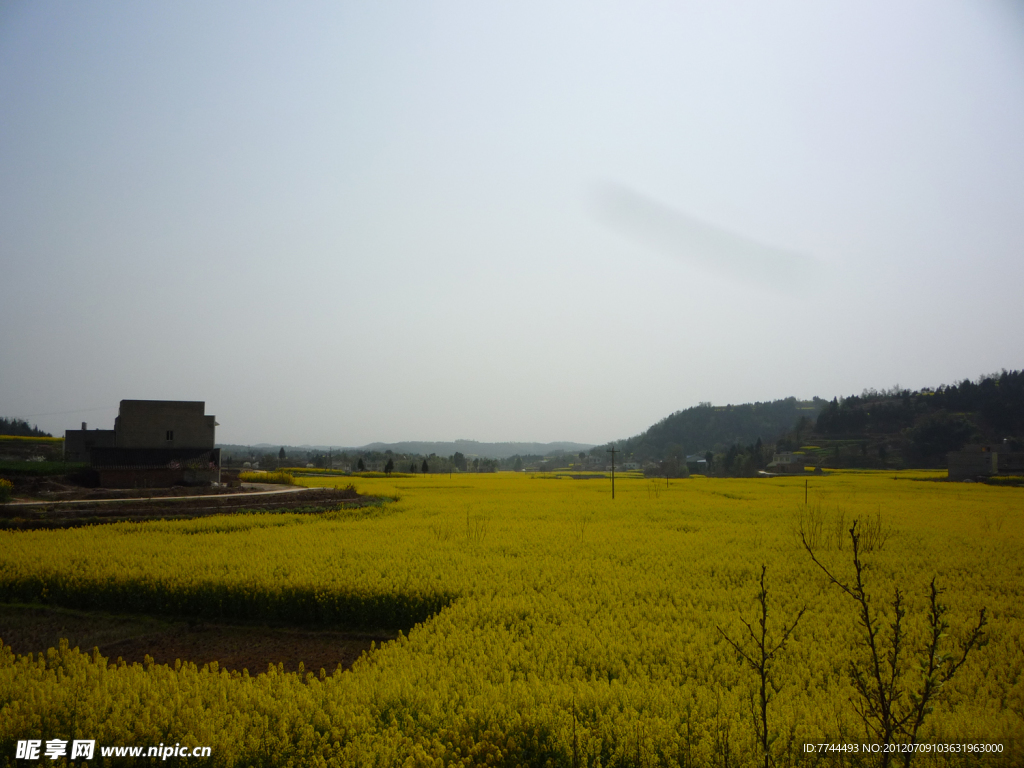 油菜花