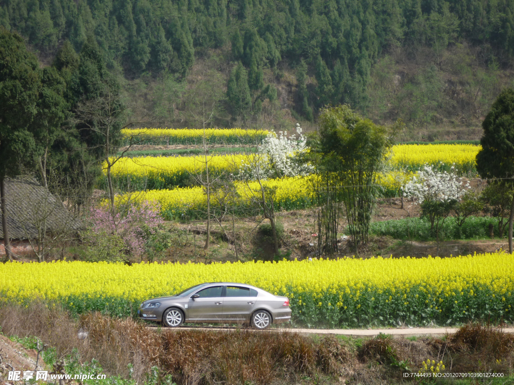 油菜地边 轿车