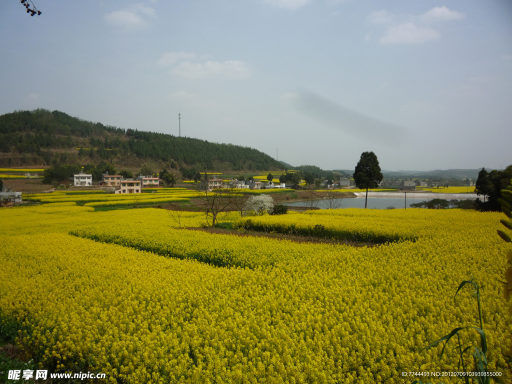 油菜花