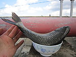 鲤鱼