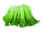 生菜