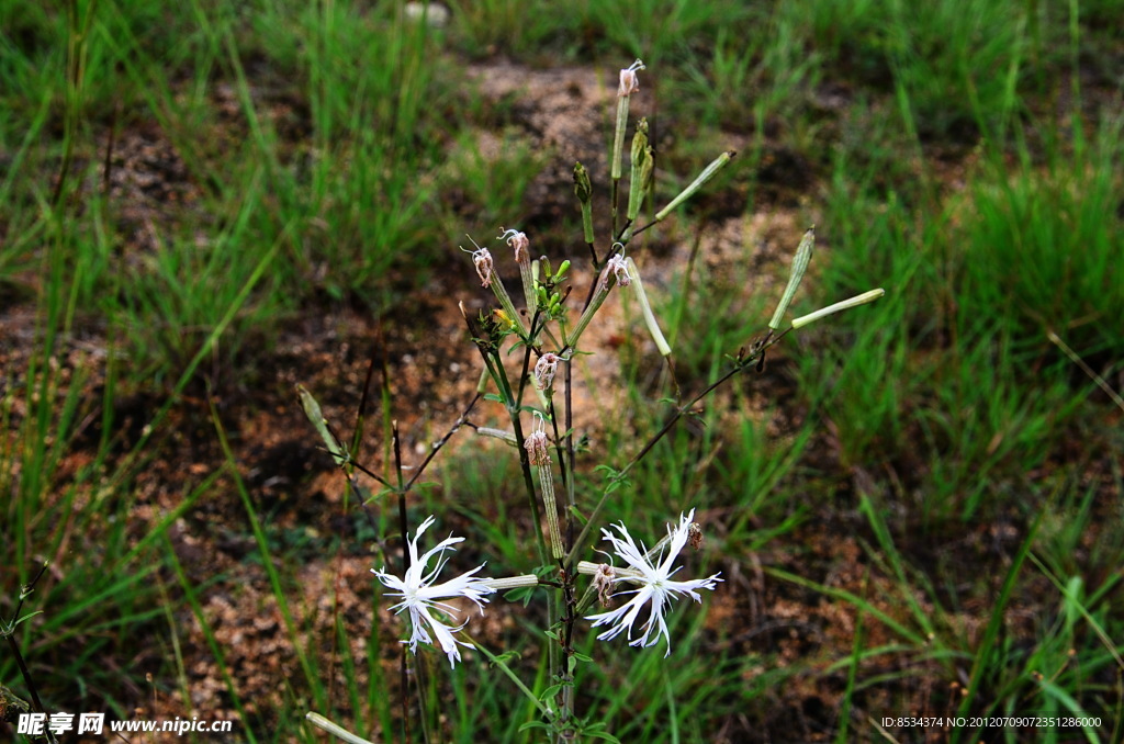 燕子湖的白花