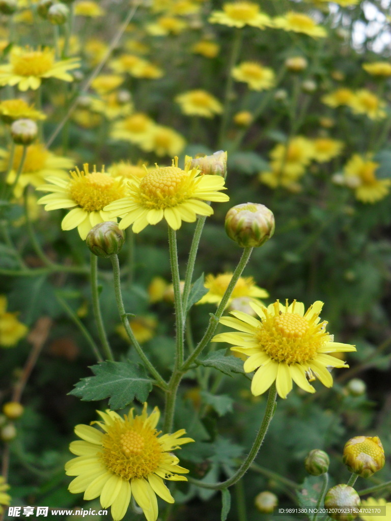 野菊花