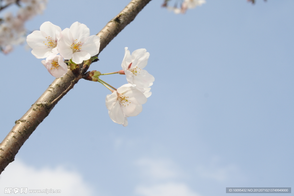 樱花