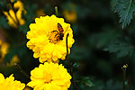 黄色菊花