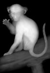 猴子 灰度图