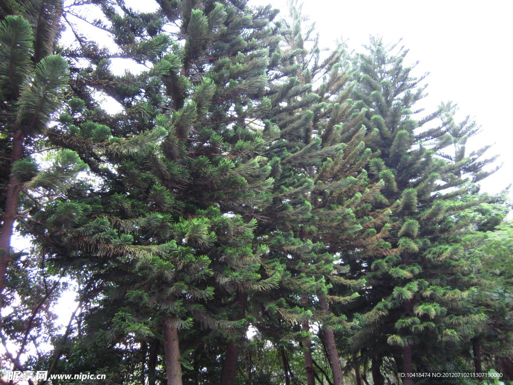 松柏是柏科柏科树种中的一种小树或灌木. 小柏 库存照片. 图片 包括有 宏指令, 新鲜, 种类, 锥体 - 229262314