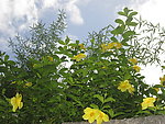 黄色小花