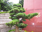 松柏