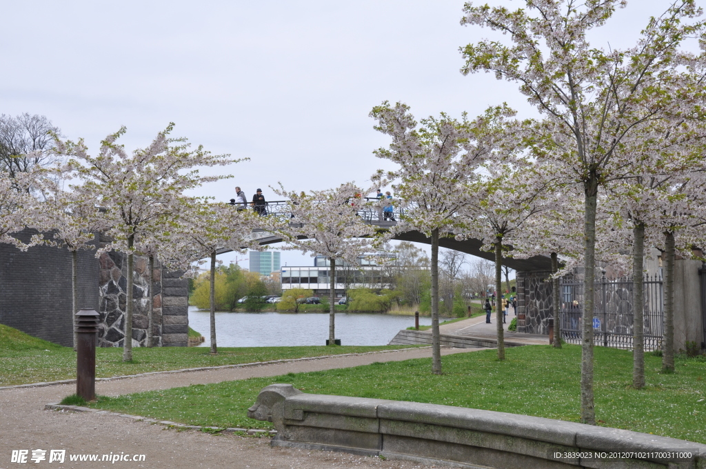 Copenhagen 哥本哈根的樱花树