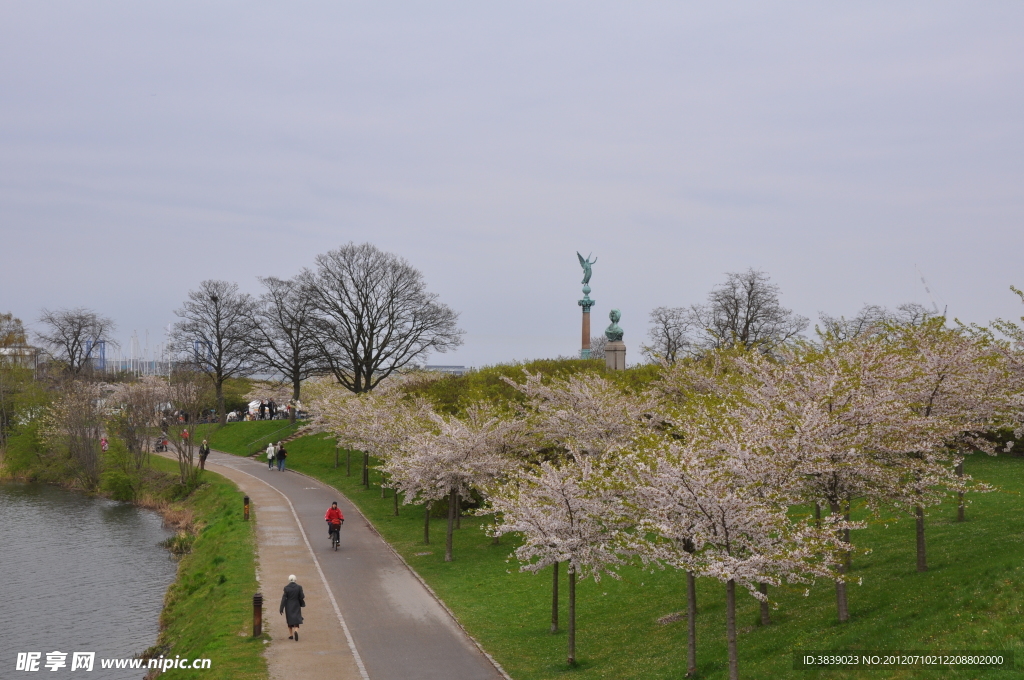 Copenhagen 哥本哈根的樱花树