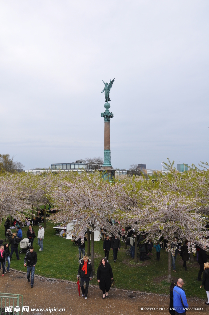 Copenhagen 哥本哈根的日本樱花节
