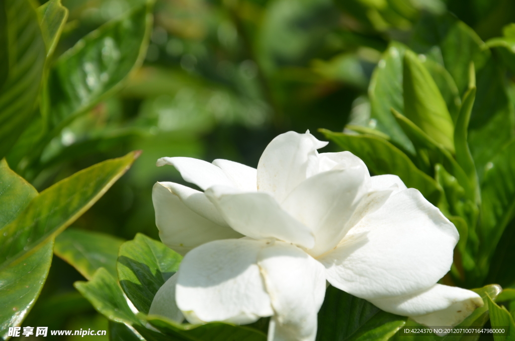 栀子花