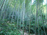 竹林