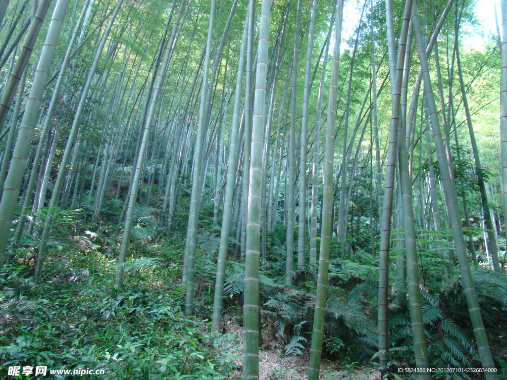 竹林