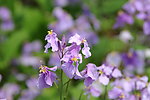紫花