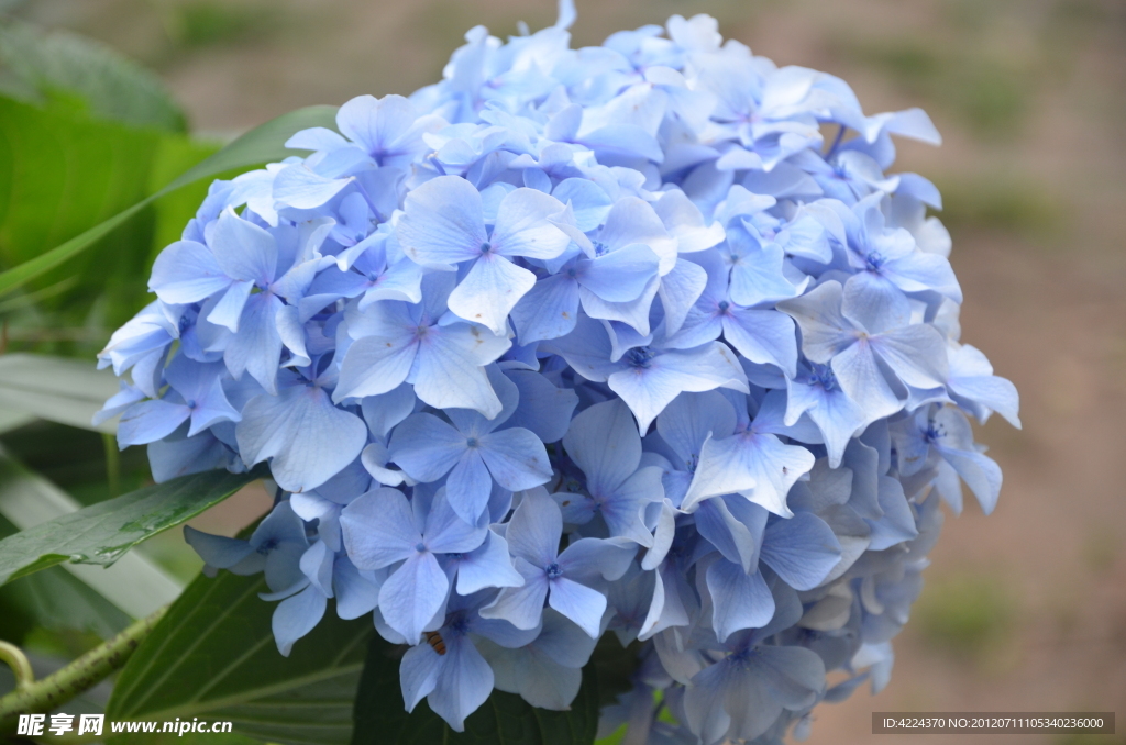 八仙花