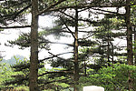 黄山树