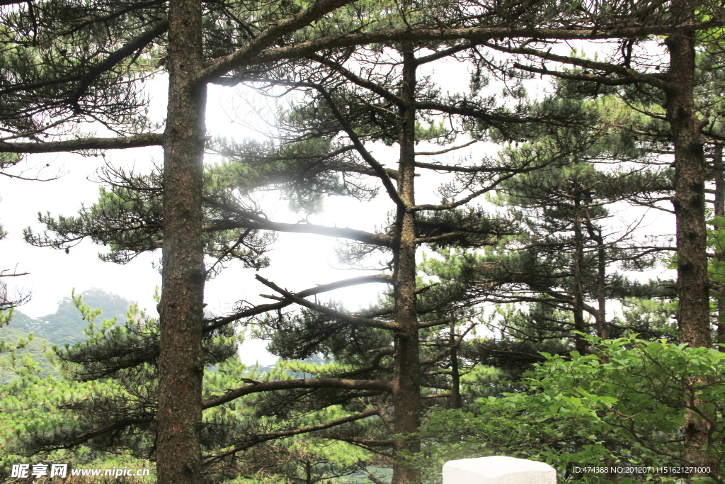 黄山树
