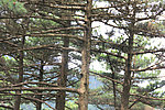黄山