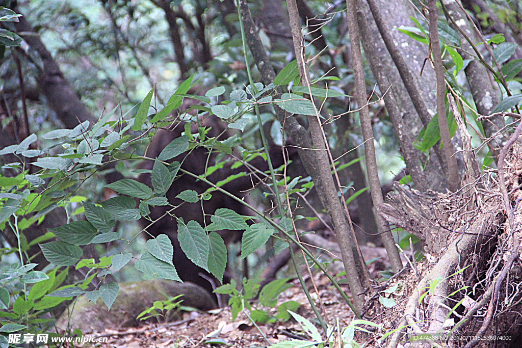 黄山野猴