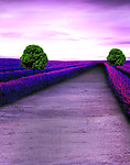 花间道路