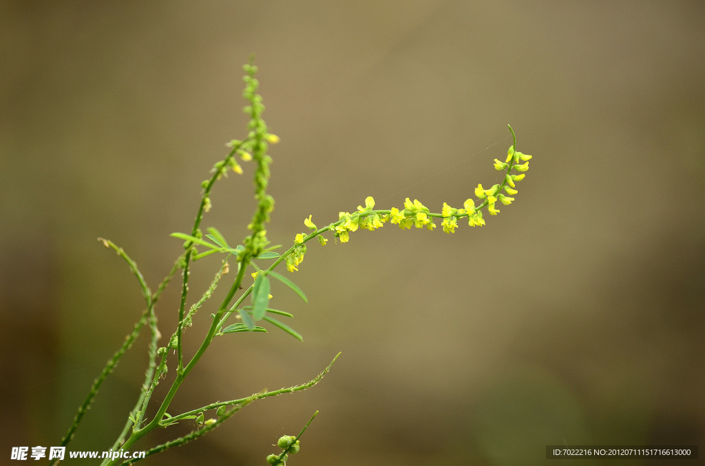 小黄花