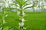 芝麻花