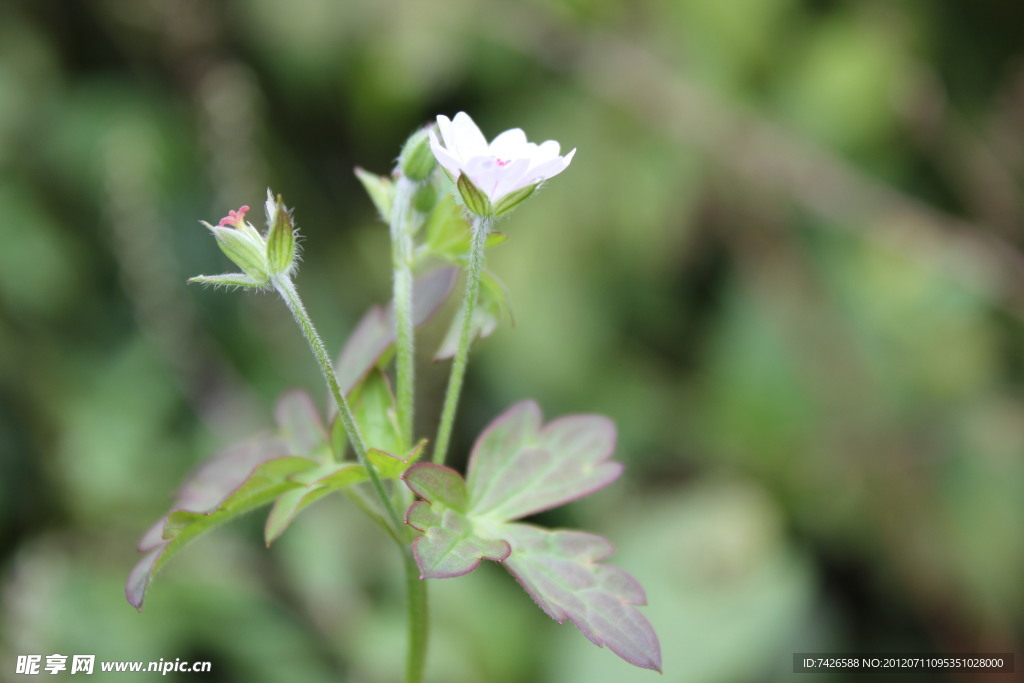 小白花 野草