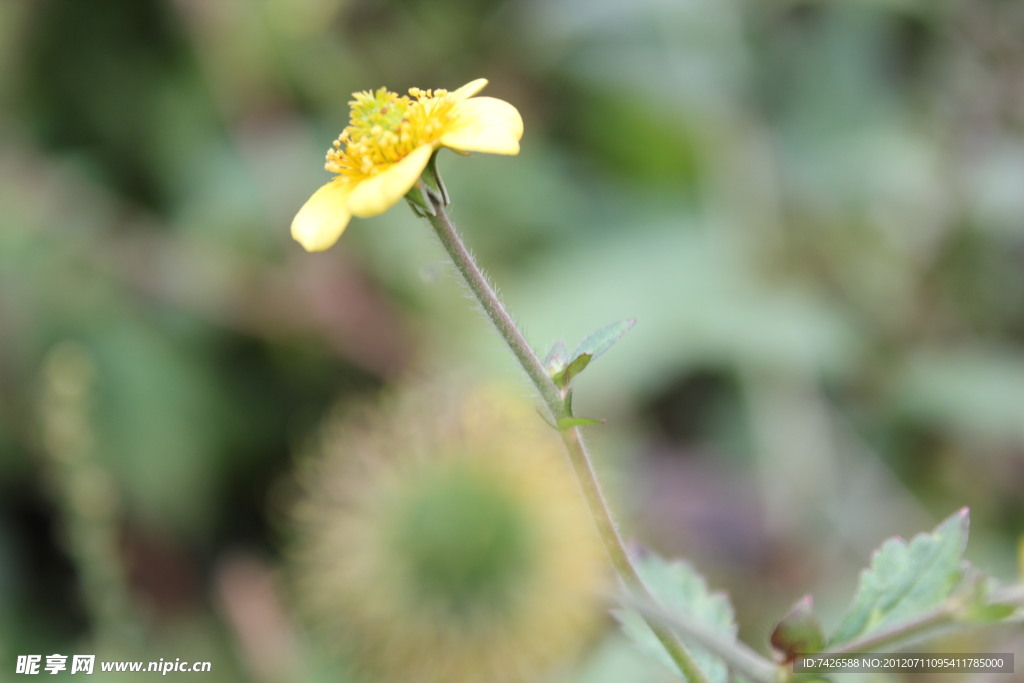 小黄花