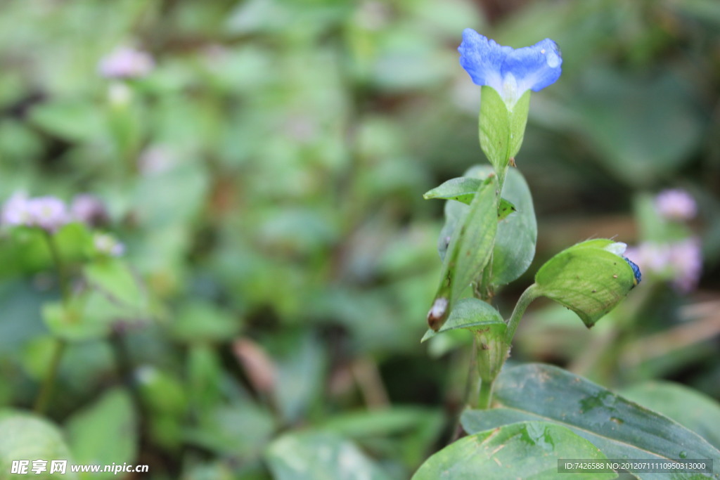 鸢尾草