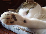 猫儿