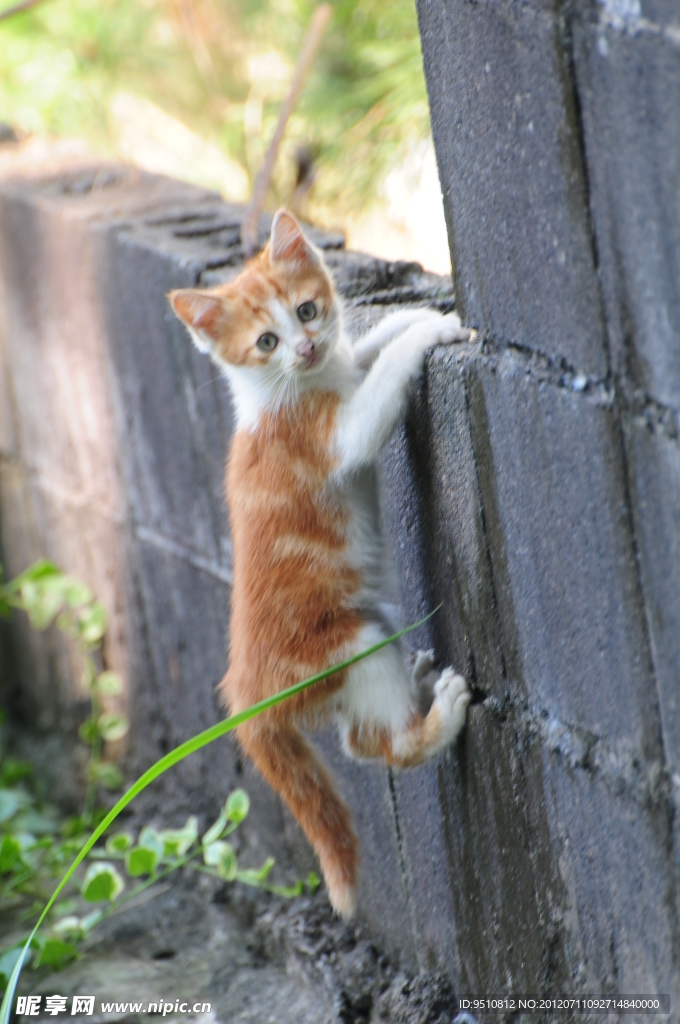 猫咪