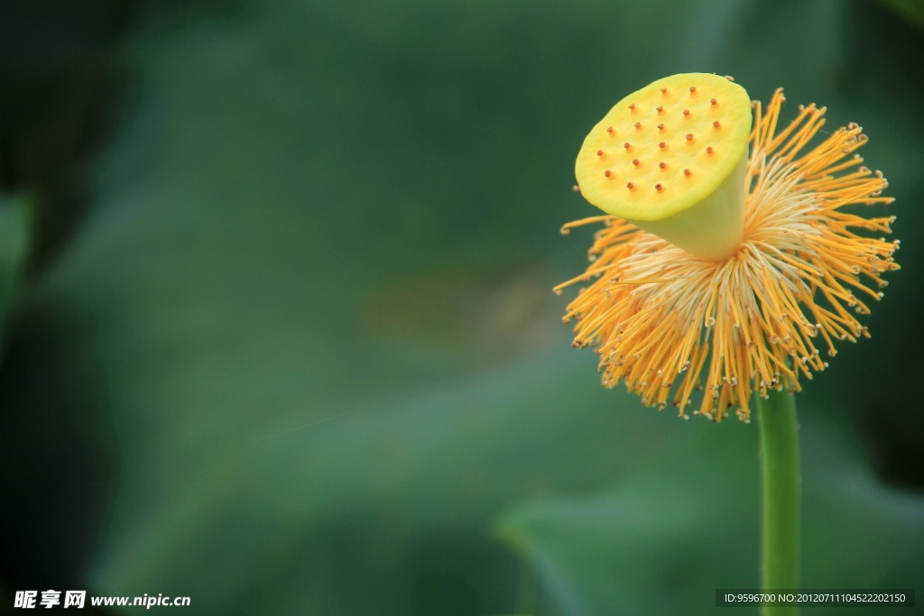 荷花 荷叶 蓝天