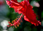 扶桑花