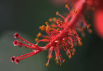 扶桑花